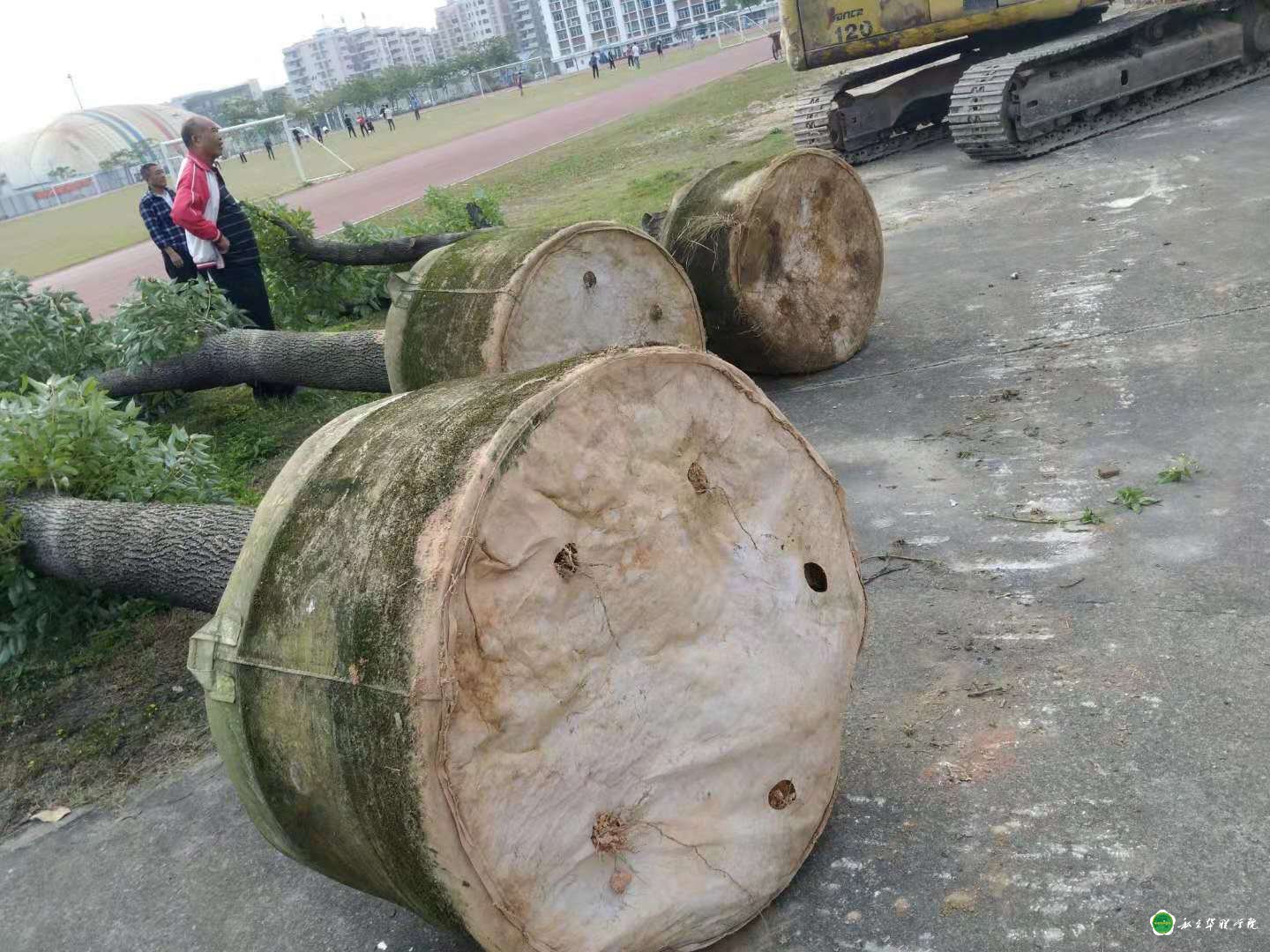 校友捐树添绿------为母校庆生 校友捐树添绿------为母校庆生