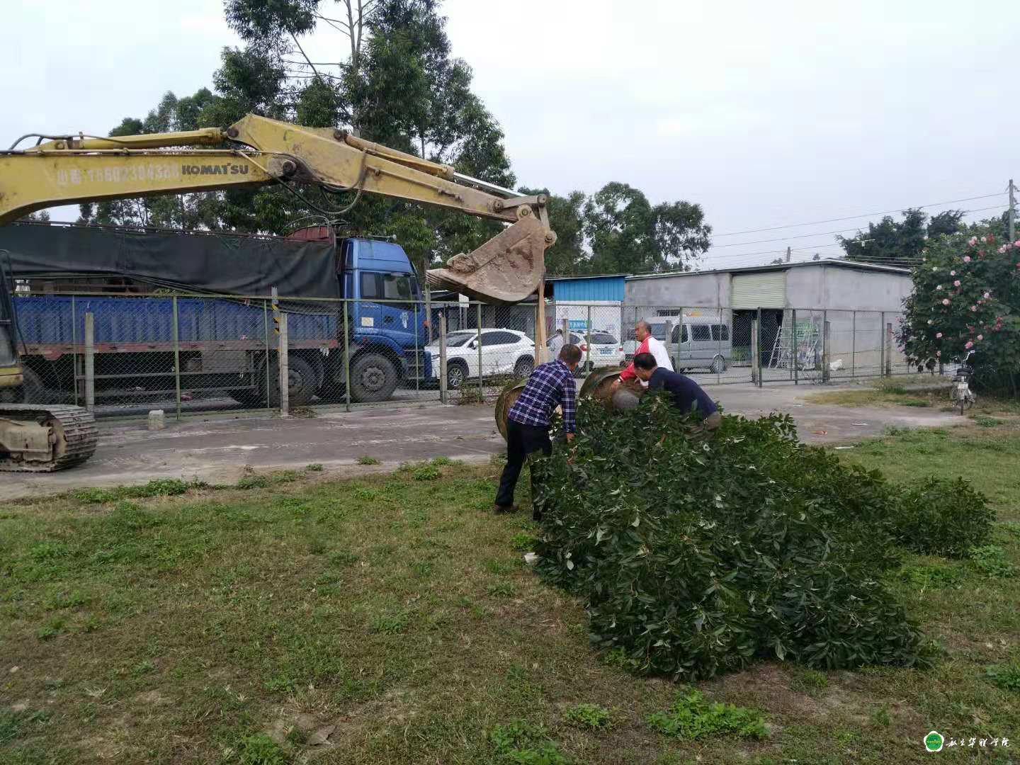 校友捐树添绿------为母校庆生 校友捐树添绿------为母校庆生